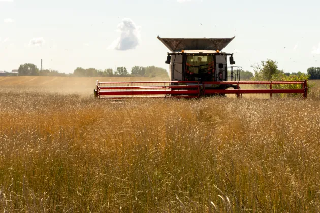 A harvester on a field of intermediate wheat grass.