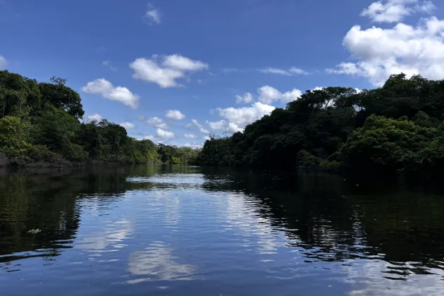 The Amazonian rainforest. Photo.