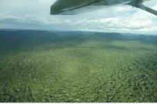 Rainforest. Photo.